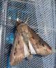 Agrotis ipsilon